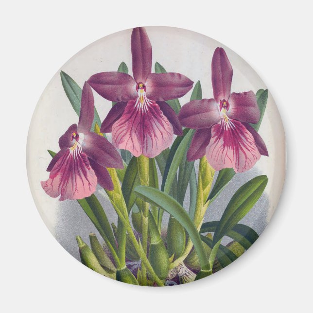 Vintage Lila Dam Orchids Miltonia Spectabilis Magnet (Framsidan)