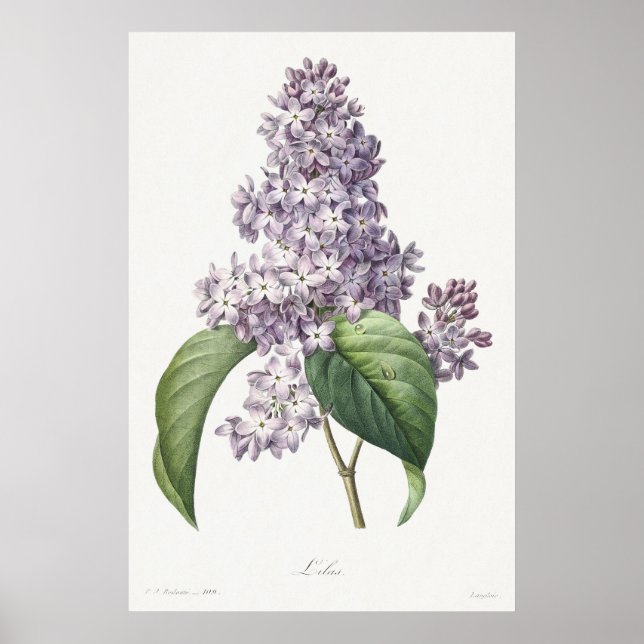 Vintage Lilac Botanical Sketch Art Poster (Framsidan)