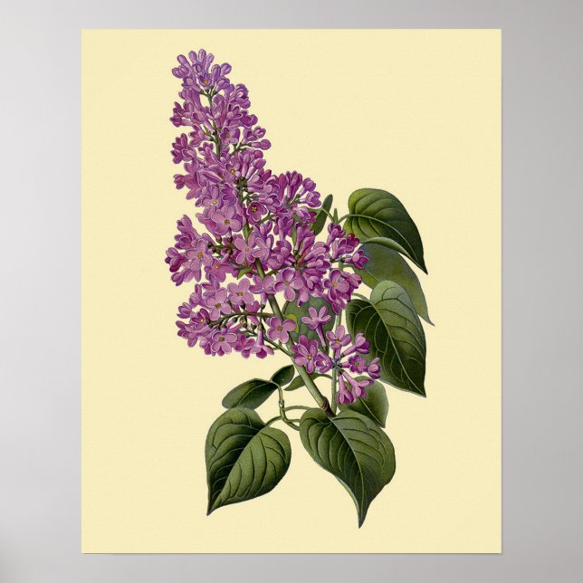 Vintage Lilac Flowers Poster (Framsidan)