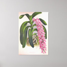 Vintage Lilac Orchid Aerides Fieldingi Lindenia Canvastryck