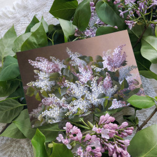Vintage Lilacs Vykort