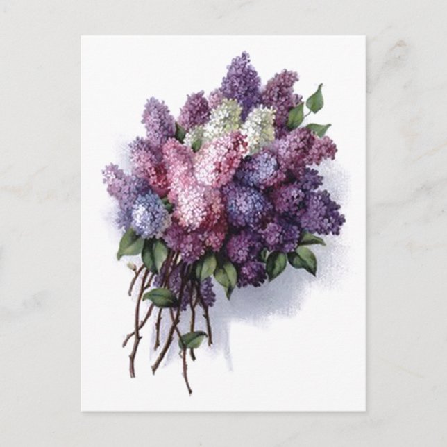 Vintage Lilacs Vykort (Framsida)