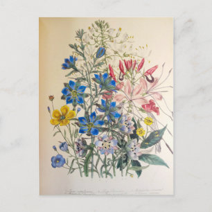 Vintage Lin och rengöring av botaniska illustratio Vykort