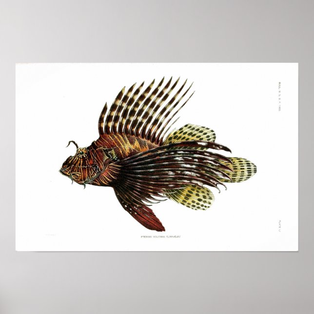 Vintage Lionfish Poster (Framsidan)