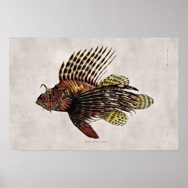Vintage Lionfish Poster (Framsidan)