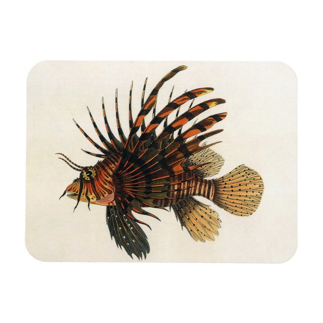 Vintage Lionfisk Fish, Marine Ocean Life Animal Magnet (Horisontell)
