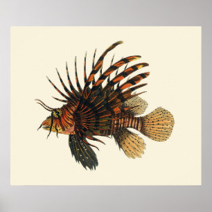 Vintage Lionfisk Fish, Marine Ocean Life Animal Poster