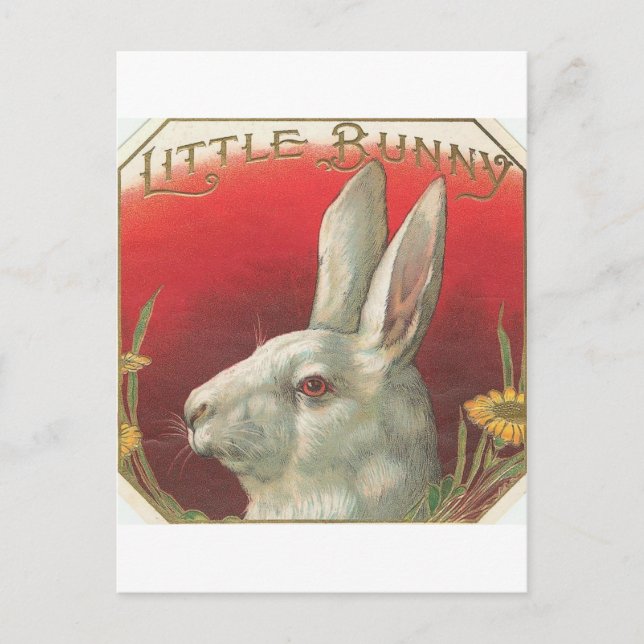 Vintage Little Bunny Rabbit Vykort (Framsida)