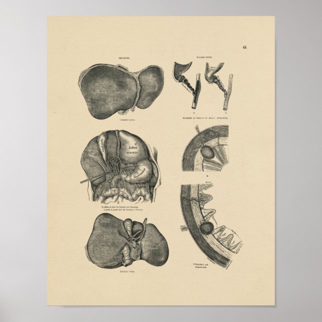 Vintage Liver Anatomy 1880 Print Poster (Framsidan)