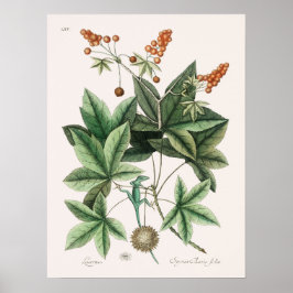 Vintage Lizard Illustration Poster