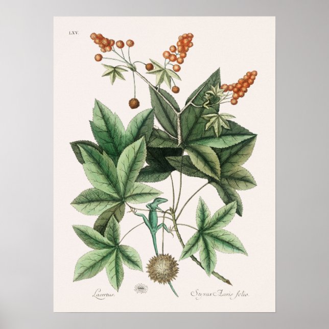 Vintage Lizard Illustration Poster (Framsidan)