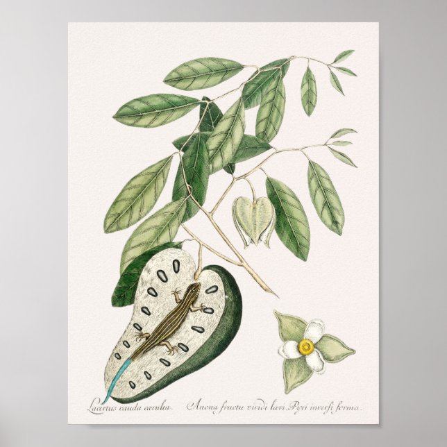 Vintage Lizard Illustration Poster (Framsidan)