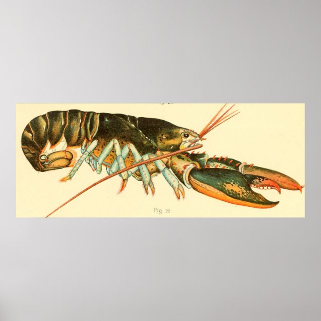 Vintage Lobster Illustration (1895) Poster (Framsidan)