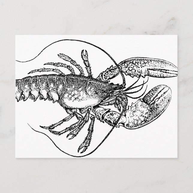 Vintage Lobster-illustration Vykort (Framsida)