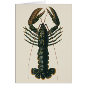 Vintage Lobster, Marine Ocean Life Crustacean Hälsningskort