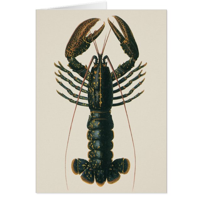 Vintage Lobster, Marine Ocean Life Crustacean Hälsningskort (Framsidan)