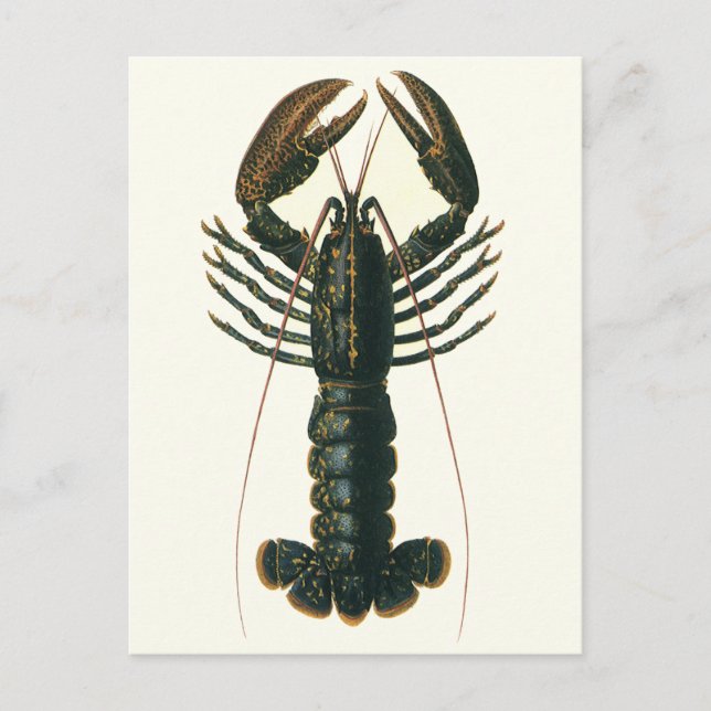 Vintage Lobster, Marine Ocean Life Crustacean Vykort (Framsida)