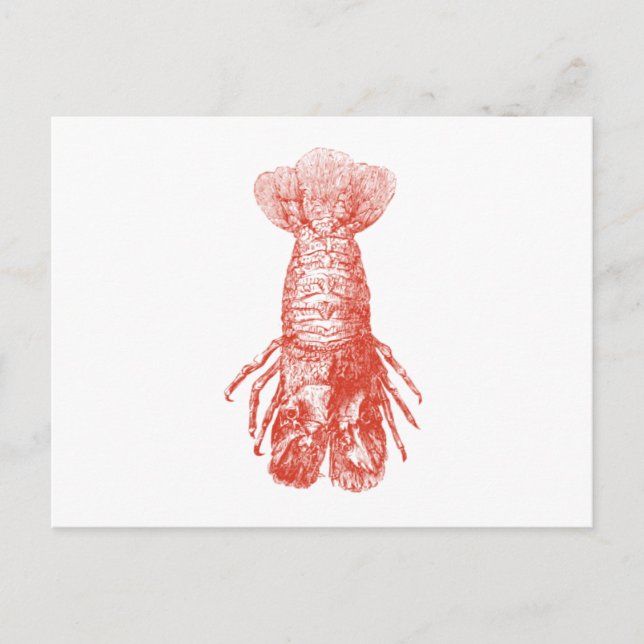 Vintage Lobster Scyllarus Arctus Vykort (Framsida)