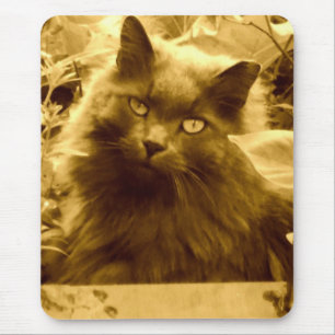 Vintage Long-HERD Russian Blue Cat Musmatta