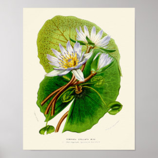 Vintage Lotus Botanical Print Poster