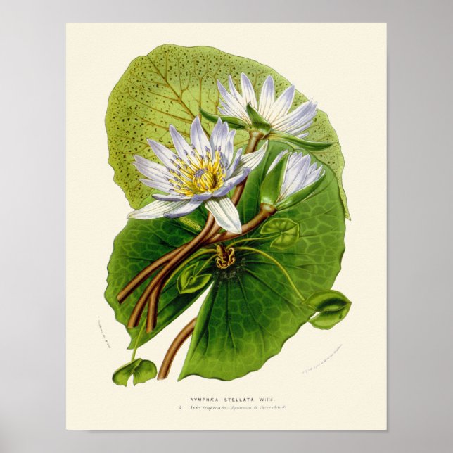 Vintage Lotus Botanical Print Poster (Framsidan)