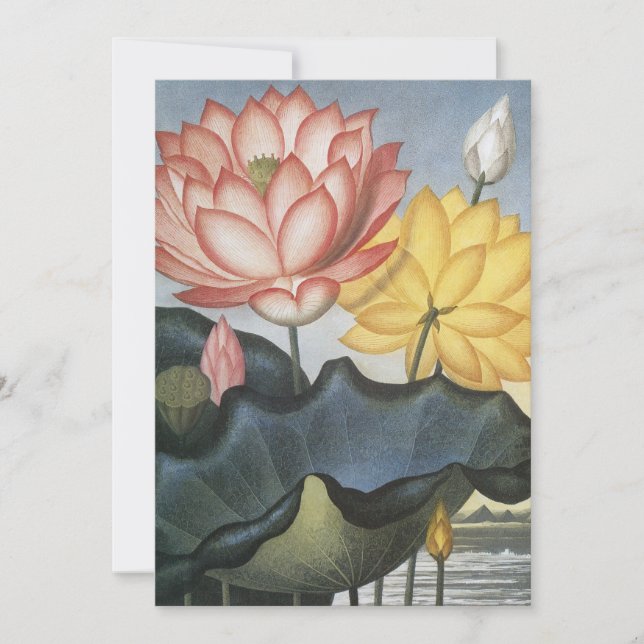 Vintage Lotus Flowers, Helig Egyptian Bean (Framsida)