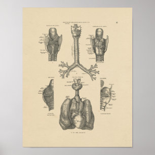 Vintage Lung Heart Anatomy 1880 Print Poster