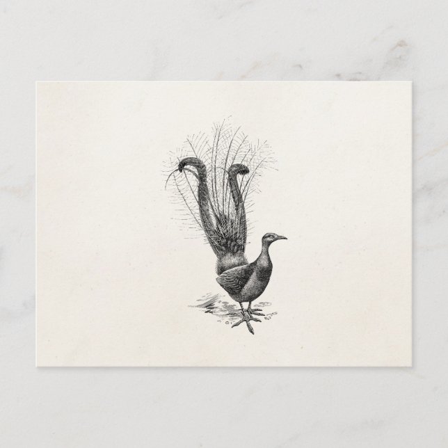 Vintage Lyre Bird Lyrebird Illustration Template Vykort (Framsida)