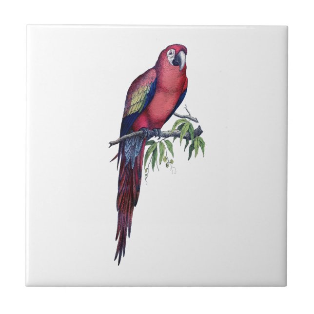 Vintage Macaw Bird Kakelplatta (Framsidan)