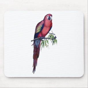 Vintage Macaw Bird Musmatta