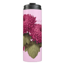 Vintage Magenta Krysantemum Blomning