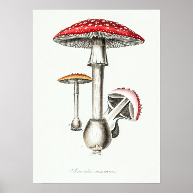 Vintage Magic Mushroom Illustration Poster (Framsidan)