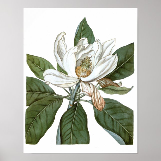 Vintage Magnolia Art Skriv ut #6 Botaniskt väggver Poster (Framsidan)