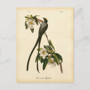 Vintage Magnolia Blommigt Bird Flycatcher Vykort