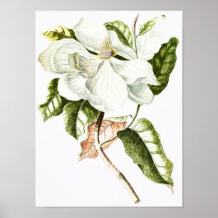 Vintage Magnolia Botanical Illustration Poster