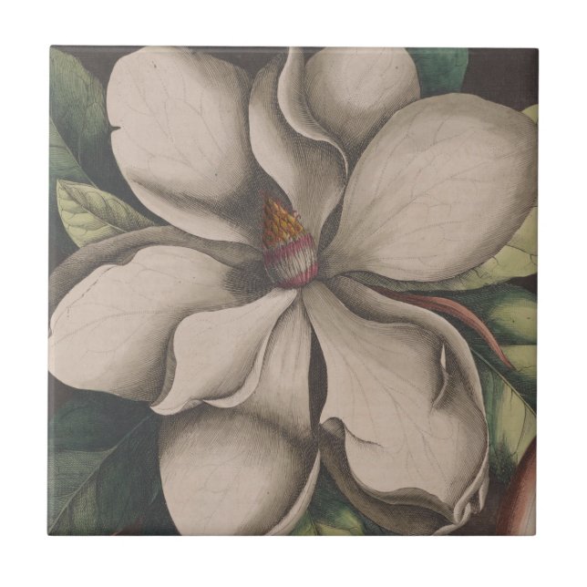 Vintage Magnolia Flower Illustration Kakelplatta (Framsidan)