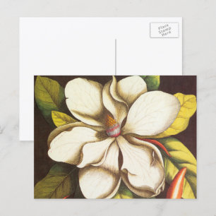 Vintage Magnolia Flowers Plant med utsäde Vykort