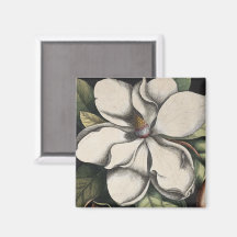 Vintage Magnolia 