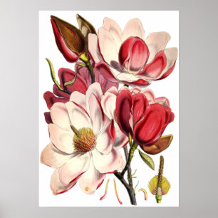 Vintage Magnolia Painting av British Botanist Poster
