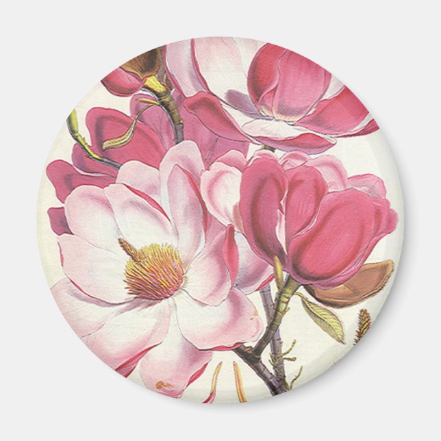 Vintage Magnolia Träd Blommar, Rosa Garden Flowers Magnet (Framsidan)