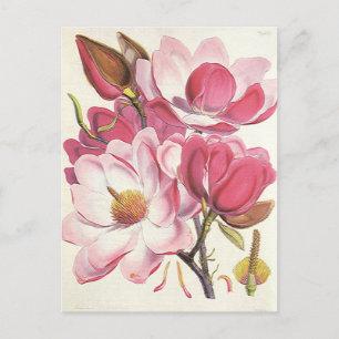 Vintage Magnolia Träd Blommar, Rosa Garden Flowers Vykort