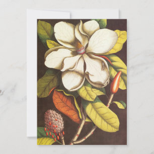 Vintage Magnoliablommor Växt Med Frön