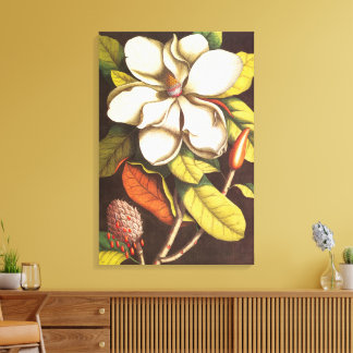 Vintage Magnoliablommor Växt Med Frön Canvastryck