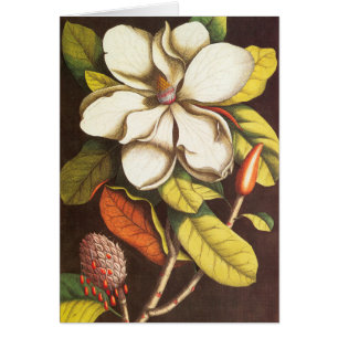 Vintage Magnoliablommor Växt Med Frön Hälsningskort