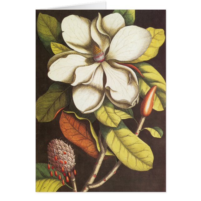 Vintage Magnoliablommor Växt Med Frön Hälsningskort (Framsidan)