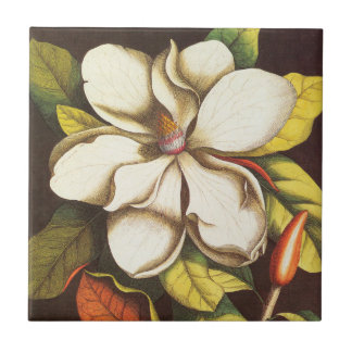 Vintage Magnoliablommor Växt Med Frön Kakelplatta