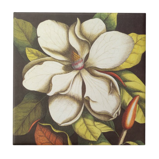 Vintage Magnoliablommor Växt Med Frön Kakelplatta (Framsidan)
