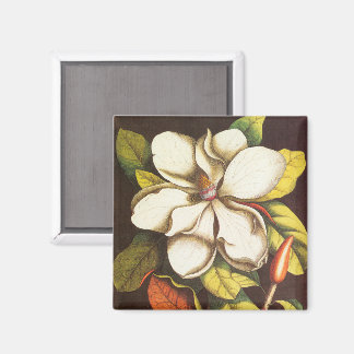 Vintage Magnoliablommor Växt Med Frön Magnet