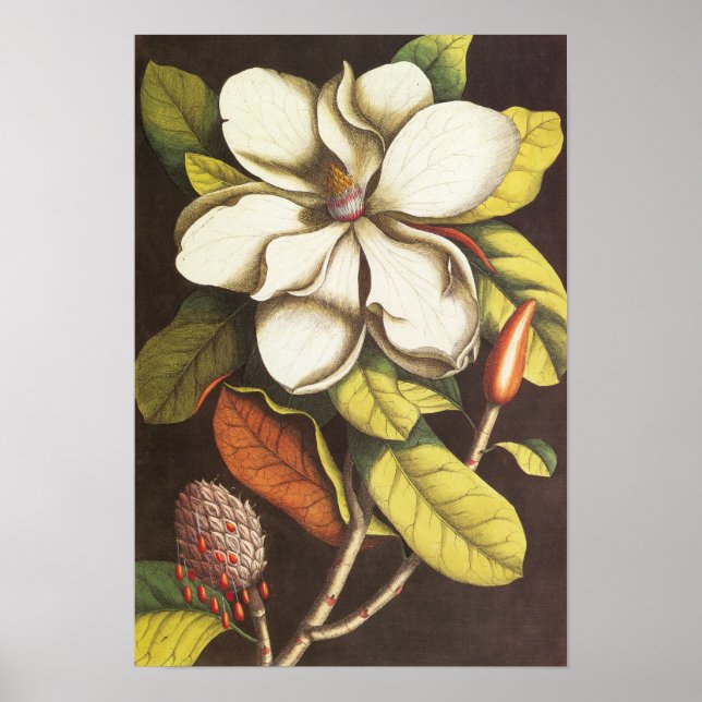 Vintage Magnoliablommor Växt Med Frön Poster (Framsidan)