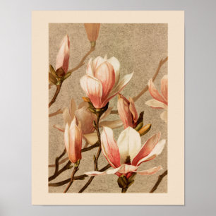 Vintage Magnolias Poster